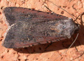 Pearly Underwing